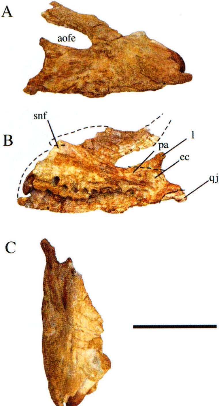 图版1 苏氏巧龙右上颌骨 (IVPP V17768. 1)